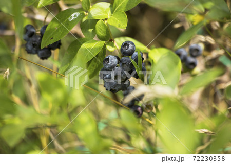 Fresh tasty bilberry fruit on plant 72230358