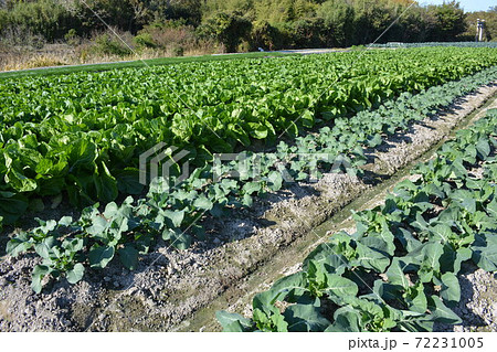 いろんな野菜 田んぼ・畑 いろんな野菜 田んぼ・畑 72231005