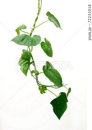 朝顔のツルの写真素材