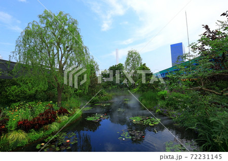 西武池袋空中庭園「食と緑の空中庭園」睡蓮の庭 72231145