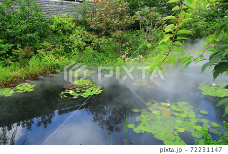 西武池袋空中庭園「食と緑の空中庭園」睡蓮の庭 72231147