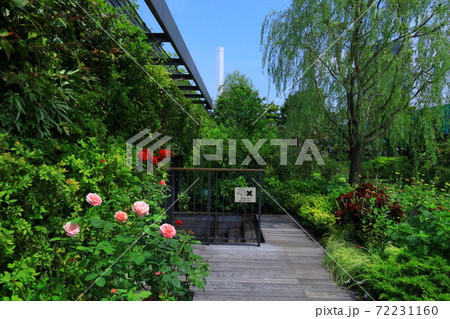 西武池袋空中庭園「食と緑の空中庭園」睡蓮の庭 西武池袋空中庭園「食と緑の空中庭園」睡蓮の庭 72231160