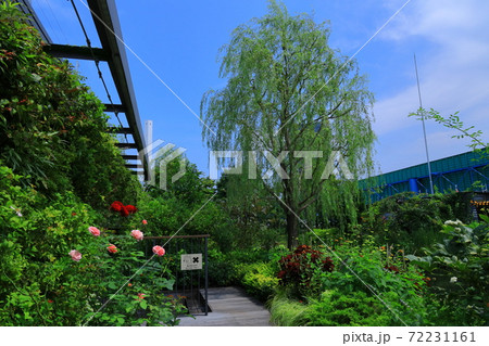 西武池袋空中庭園「食と緑の空中庭園」睡蓮の庭 72231161