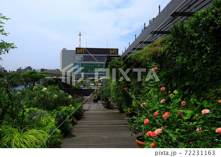 西武池袋空中庭園「食と緑の空中庭園」睡蓮の庭 72231163