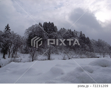 雪に覆われた冬の杉林 雪に覆われた冬の杉林 72231209