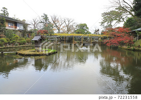 久伊豆神社 池と藤棚 埼玉県越谷市 久伊豆神社 池と藤棚 埼玉県越谷市 72231558