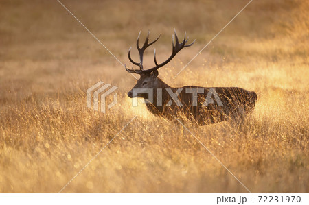 Close-up of a red deer at sunrise Close-up of a red deer at sunrise 72231970