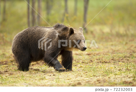 Close Up Of Eurasian Brown Bear In Swampの写真素材