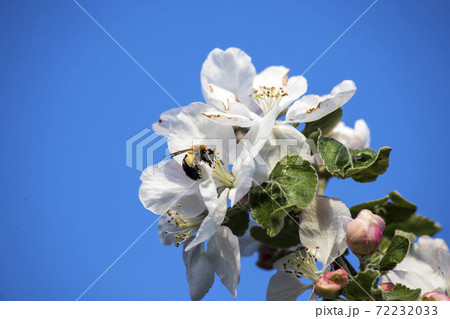 apple tree flower apple tree flower 72232033