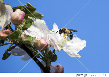 apple tree flower apple tree flower 72232034