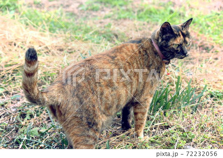 チラッと横を見るサビ猫 72232056