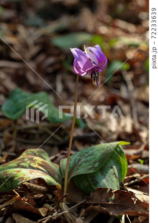 背を伸ばし凛としたカタクリの花の写真素材