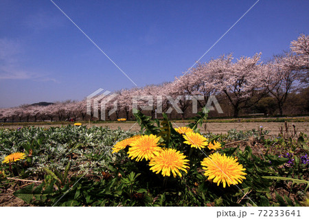 メインの桜に負けずに黄色の花を付ける西洋蒲公英 72233641