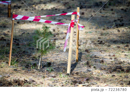 Pine tree in forest fenced with red and white warning tape, environmental protection, selective focus 72236780