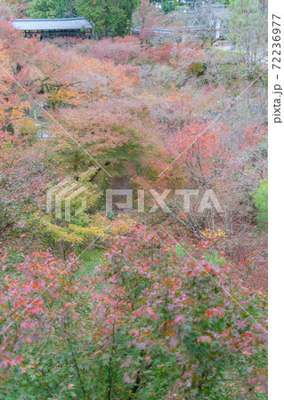 東福寺 72236977