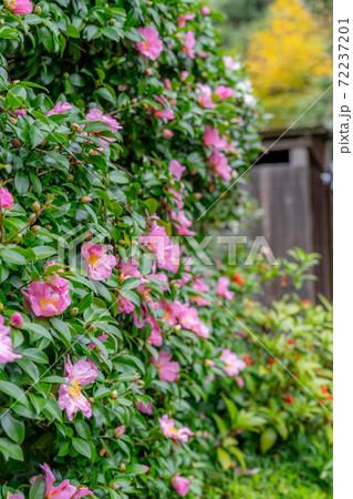 東福寺 東福寺 72237201