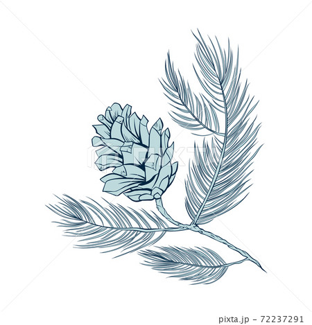 Fir cone, pine tree branch spruce vector line art 72237291