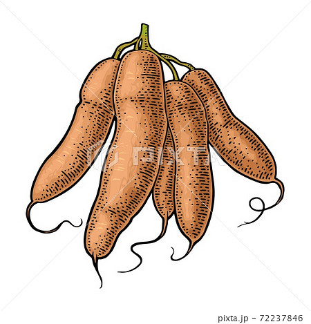 Cassava manioc tubers. Vector black vintage engraving isolated on white 72237846