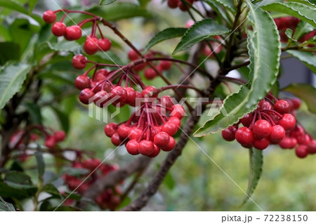 マンリョウの実 72238150