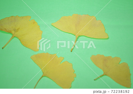 緑色バックの落ち葉4枚 72238192