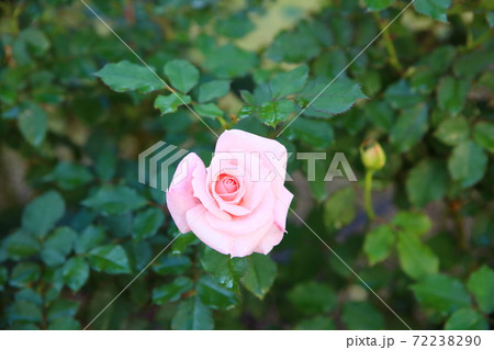 バラの花 ブライダルピンクの写真素材