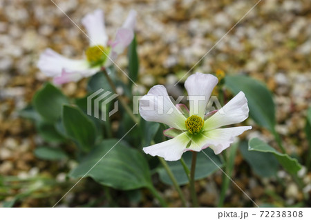 ハゴロモキンポウゲの花の写真素材