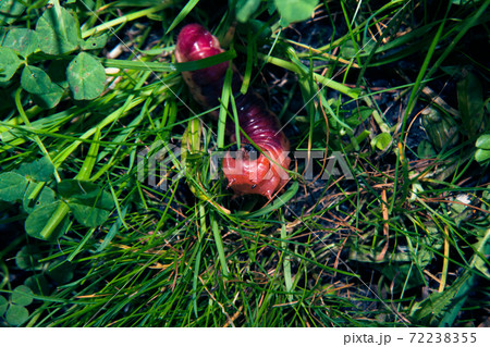 The bright colourful caterpillar creeps on a grass The bright colourful caterpillar creeps on a grass 72238355