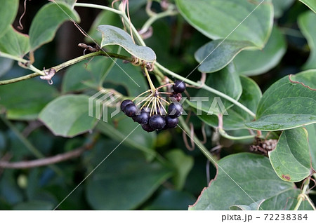 ハマサルトリイバラの実 72238384