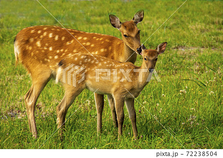 小鹿を見守る母鹿 小鹿を見守る母鹿 72238504