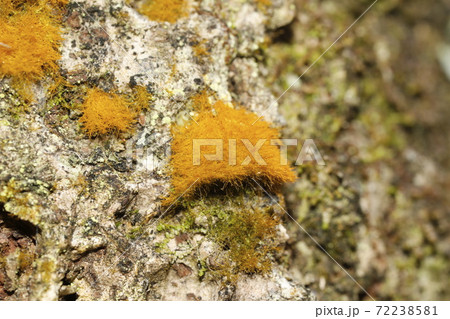 スミレモ スミレモ 72238581