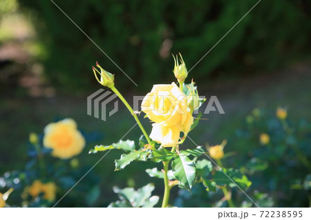 バラの花 ゴールドバニー バラの花 ゴールドバニー 72238595
