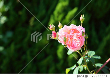 バラの花 かおりかざりの写真素材