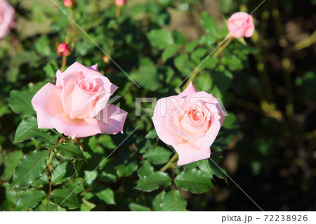 バラの花 ブライダルピンクの写真素材