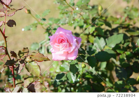 バラの花 ブライダルピンクの写真素材