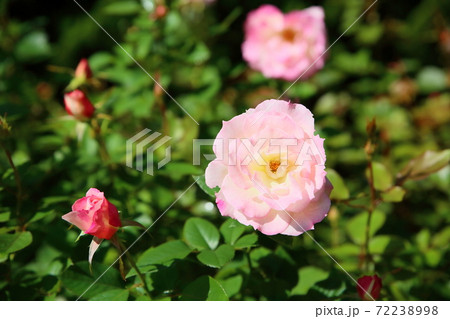 バラの花 マチルダの写真素材