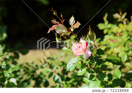 バラの花 マチルダの写真素材