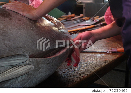 大間産本マグロの解体とマグロの競り。 大間産本マグロの解体とマグロの競り。 72239462