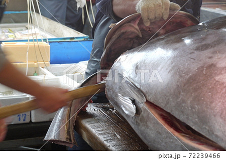 大間産本マグロの解体とマグロの競り。 大間産本マグロの解体とマグロの競り。 72239466