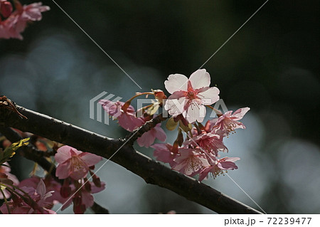河津桜 河津桜 72239477