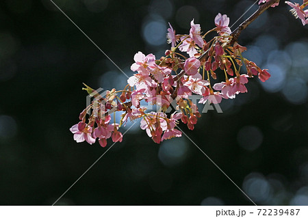 河津桜 72239487