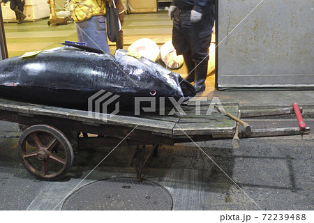 大間産本マグロの解体とマグロの競り。 72239488