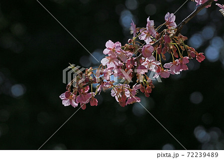 河津桜 72239489
