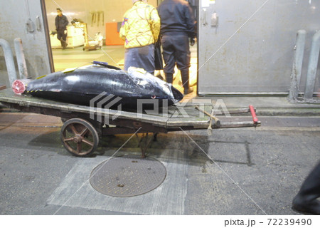 大間産本マグロの解体とマグロの競り。 72239490