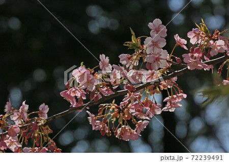 河津桜 72239491