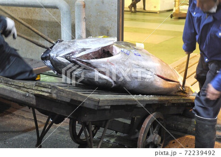 大間産本マグロの解体とマグロの競り。 72239492
