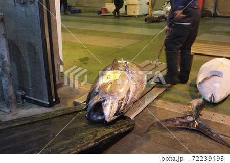 大間産本マグロの解体とマグロの競り。 72239493