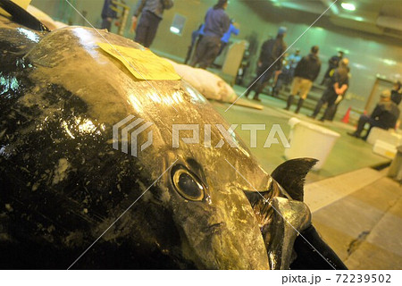 大間産本マグロの解体とマグロの競り。 大間産本マグロの解体とマグロの競り。 72239502