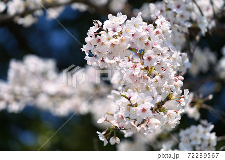 満開の桜 満開の桜 72239567