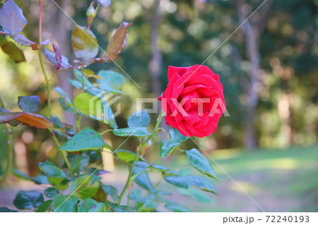 バラの花 ウルメールムンスター バラの花 ウルメールムンスター 72240193