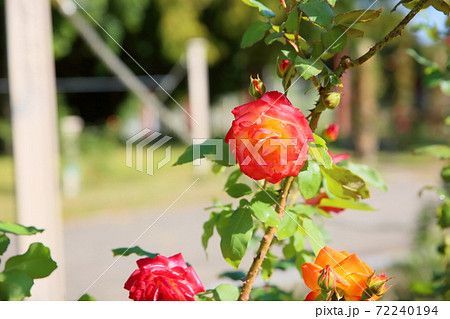 バラの花 ふれ太鼓 バラの花 ふれ太鼓 72240194